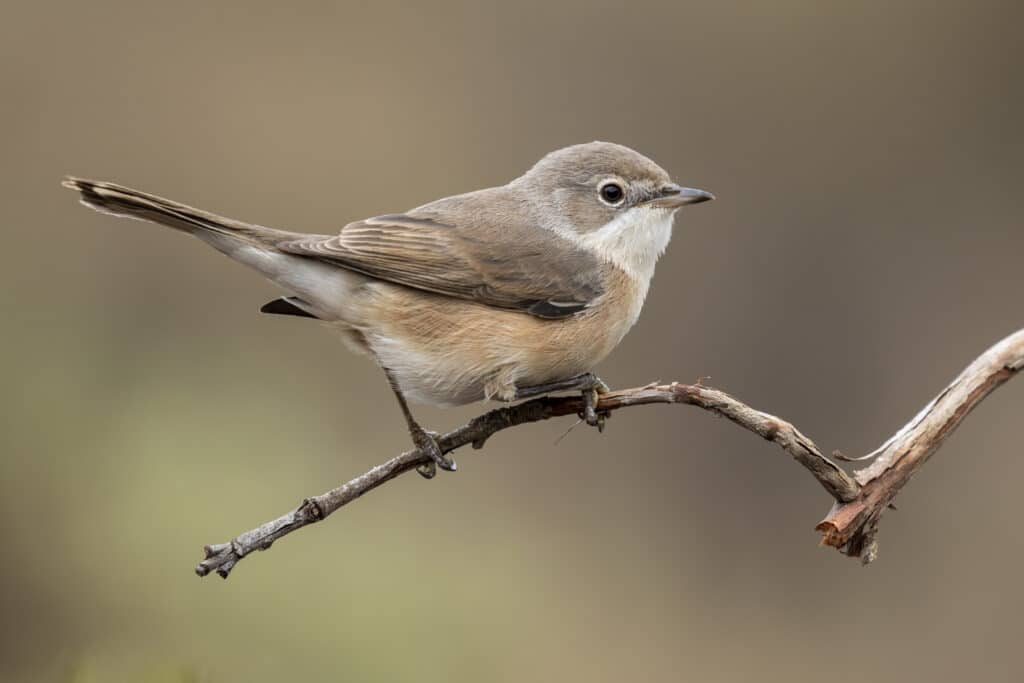 L.P.O (Ligue de protection des oiseaux)