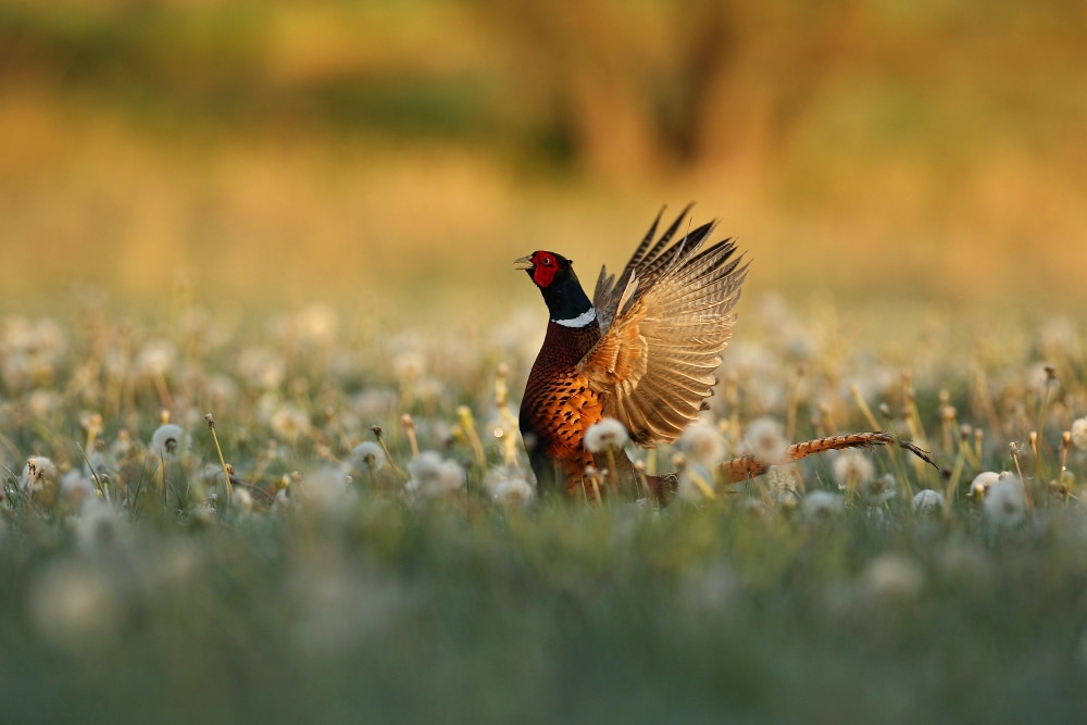 Association de chasse